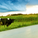 Illustration for article titled Child Pointing Out Cow On Side Of Road Must Think Parents Don’t Have Fucking Eyes